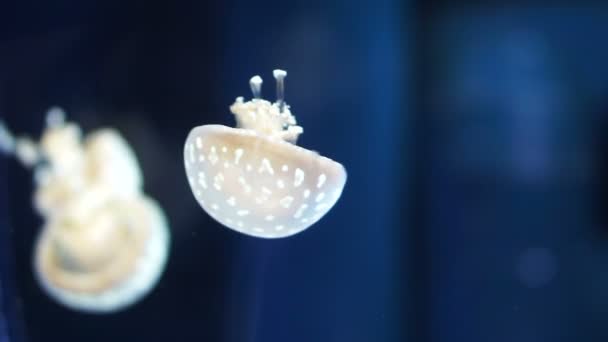 Gelée de lagune tachetée (mammite papoue) méduses nageant dans l'eau bleu foncé — Video