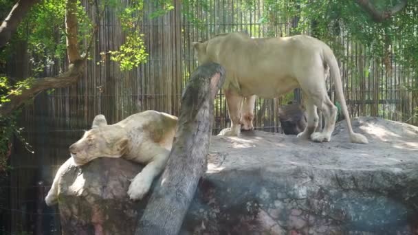 Alter weißer Löwe schläft unter dem Schatten der Bäume an Sommertagen — Stockvideo