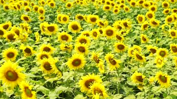 Nahaufnahme eines leuchtend gelben Sonnenblumenfeldes in Asien — Stockvideo