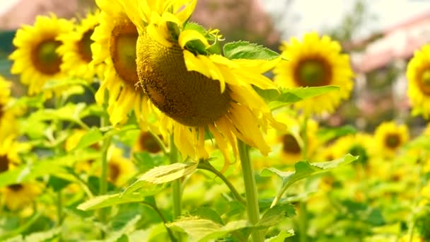 Detailní záběr záběr zářivě žluté slunečnice pole v Asii — Stock video