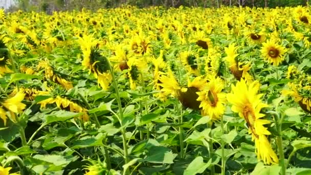 Nahaufnahme eines leuchtend gelben Sonnenblumenfeldes in Asien — Stockvideo