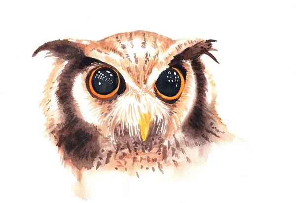 Ilustración de acuarela de búho marrón salvaje con hermoso ojo grande —  Fotos de Stock
