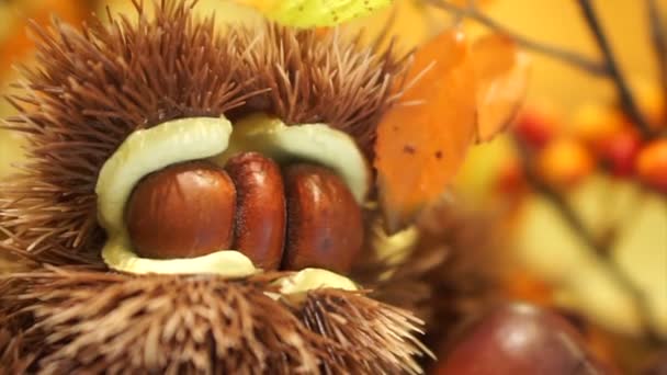 Nyers gesztenye tüskés bőr, őszi szezonális gyümölcsökkel — Stock videók
