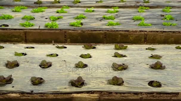 Pequeña granja ensalada vegetal plantación por la noche con iluminación de la casa — Vídeo de stock