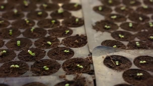 Piccola insalata fattoria impianto vegetale di notte con illuminazione della casa — Video Stock