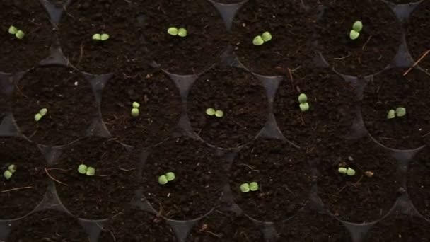 Pequeña granja ensalada vegetal plantación por la noche con iluminación de la casa — Vídeo de stock
