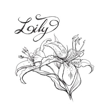 Lily çiçek resimde güzel el çekilmiş