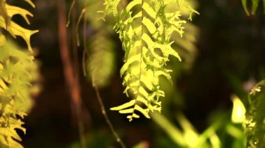 Drynaria quercifolia, Oakleaf fern. Yeşil tropikal fern tür özel sepet asılı