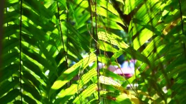 Drynaria quercifolia, Oakleaf fern. Yeşil tropikal fern tür özel sepet asılı