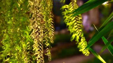Drynaria quercifolia, Oakleaf fern. Yeşil tropikal fern tür özel sepet asılı