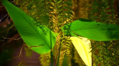 Drynaria quercifolia, Oakleaf fern. Yeşil tropikal fern tür özel sepet asılı