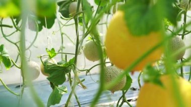 Asya organik karpuz ve kavun çiftlik