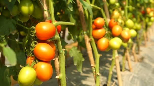 Fresh organic tomato vine in farm with morning sun — Stock Video