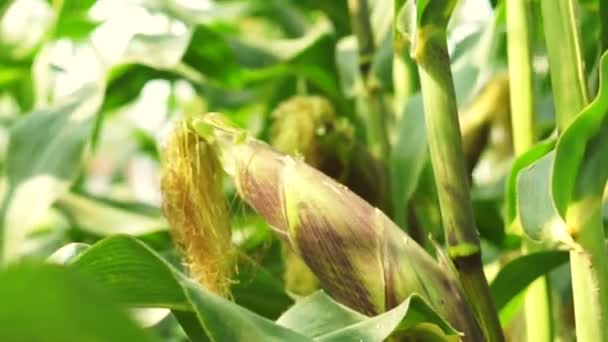 Close up tiro de orelha não madura, casca de milho em talos de milho — Vídeo de Stock
