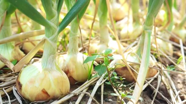 Organic green onions farm field in sunshine — Stock Video