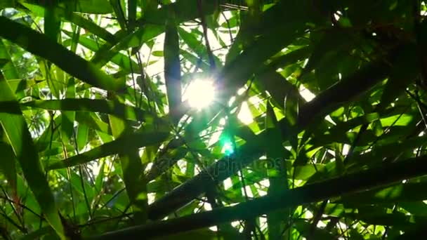 Folhas tropicais de floresta de bambu e luz solar — Vídeo de Stock