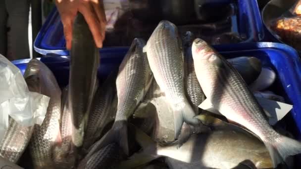 Hand pick verse vis in Asia natte markt — Stockvideo