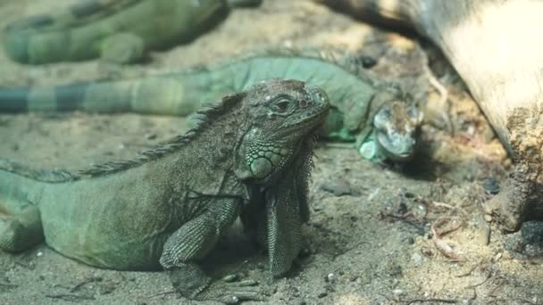 Green big two iguanas together on sand floor — Stock Video