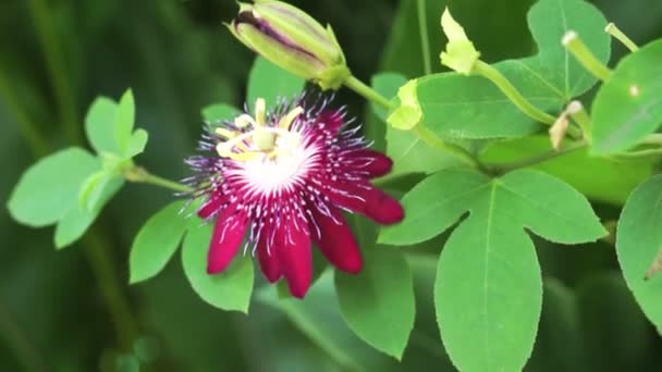 Purple purpurová tropická květina. Exotických rostlin s červenými fialové barvy. — Stock video