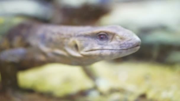 Savannah monotor lizard sticking its tongue out — Stock Video