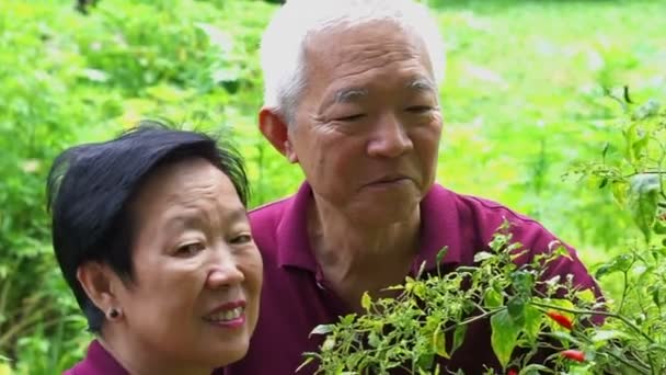 Asiática pareja de ancianos cuidando de chile en su jardín de hierbas — Vídeo de stock