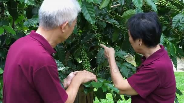 Азиатская старшая пара проверяет кофе ягоды на своей ферме — стоковое видео
