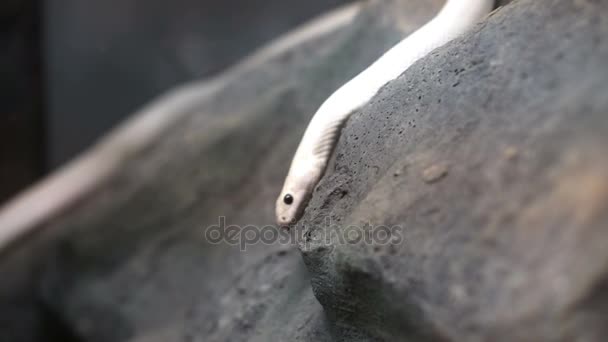 Blanco texas rata serpiente arrastrándose en piedra — Vídeos de Stock