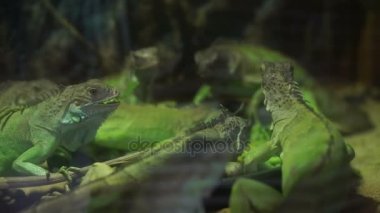 Yeşil Iguanas karanlıkta birlikte