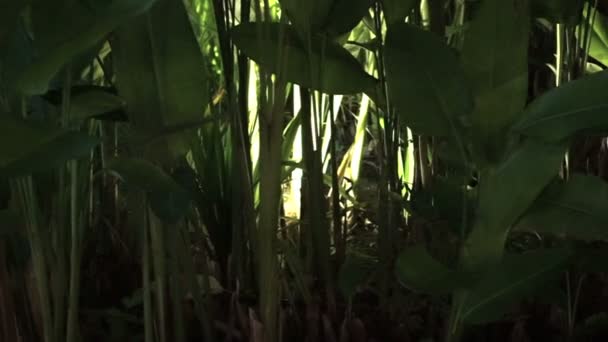 Zelené tropické rostliny zahradě v noci se světlem nahoře — Stock video