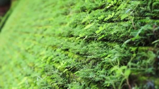 Vacker grön mossa växer på tegelvägg. Naturen blandning med arkitektur — Stockvideo