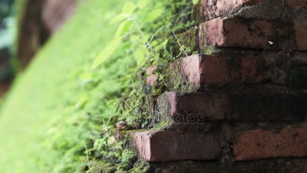 Mooie groene mos groeien op bakstenen muur. Natuur mengen met architectuur — Stockvideo