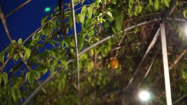 Bahar acı kırmızı olgun dikenli meyve sera grupta, Momordica cochinohinensis bahar asılı salatalık