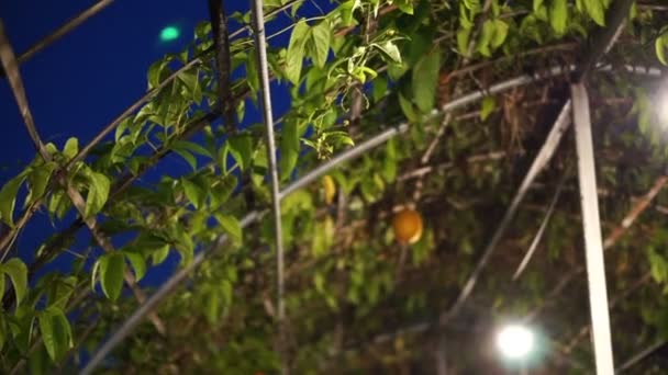 Весной горький огурец висит в оранжерее фермы, Momordica cochinohinensis Весной красный спелый колючий фрукт — стоковое видео