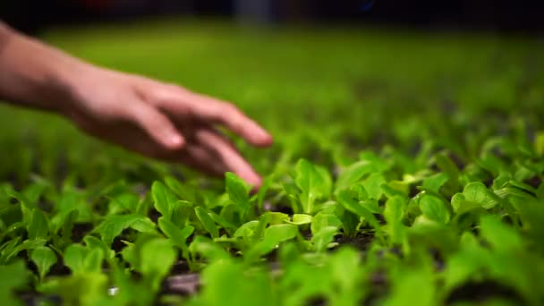 Mãos cuidando de pequena fazenda planta em estufa à noite — Vídeo de Stock