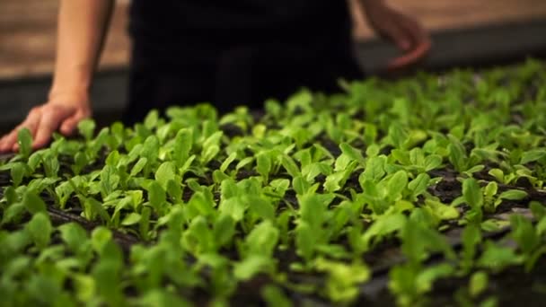 Händer som vårdar liten gård växt i växthus på natten — Stockvideo