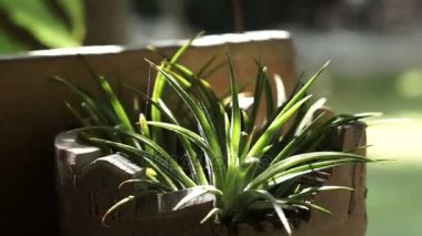 Aloe vera ve pot sabah güneş ışığı döküm ile dikim seramik kaktüs