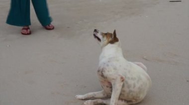 Her iki rahatlatıcı Beach Asyalı üst düzey kadın ile köpek
