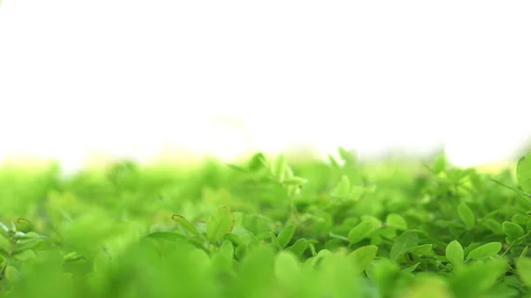 Verde macio campo de plantas exuberante fundo com bokeh borrão e metade — Fotografia de Stock