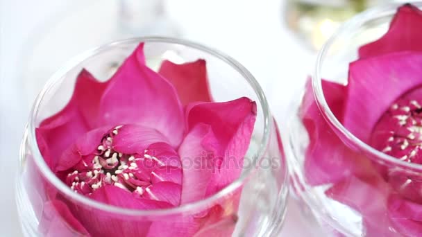 Pink Lotuses Flower Floating In Glass Water Cup Oriental Asian Concept Background Stock Video C Glowonconcept