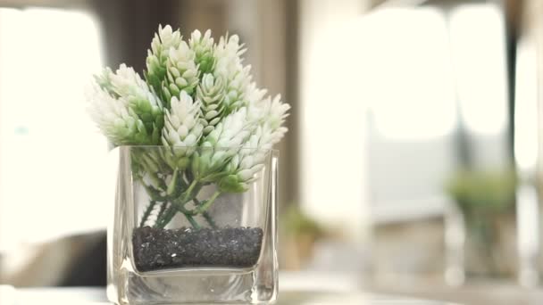 Decoración de flores blancas para la casa o apartamento habitación interior — Vídeo de stock