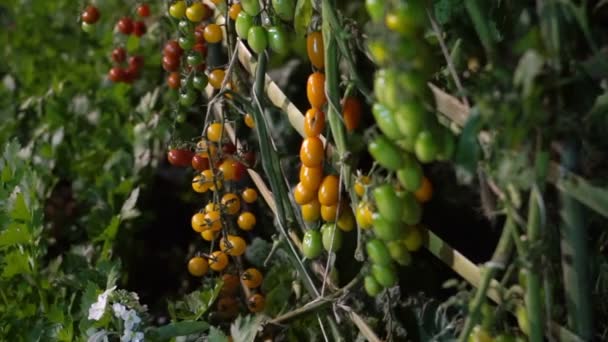 Červené, zelené a žluté rajčata pěstování révy v noci farm — Stock video
