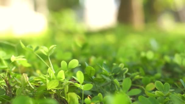 Foco suave em trevo verde coberto plantas fundo com luz solar da manhã. Vídeo 4K — Vídeo de Stock