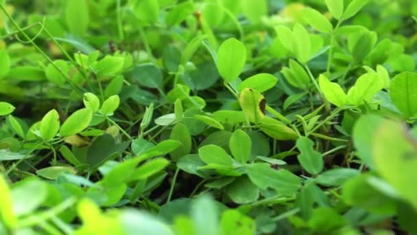 Foco suave em trevo verde coberto plantas fundo com luz solar da manhã. Vídeo 4K — Vídeo de Stock