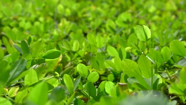 Enfoque suave en el fondo de las plantas cubiertas de trébol verde con luz solar de la mañana. Vídeo 4K — Vídeos de Stock