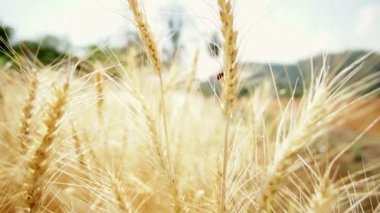 Kırmızı uğur böceği arpa üzerinde tırmanma eğe, doğanın güzelliği 