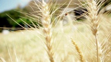 Kırmızı uğur böceği arpa üzerinde tırmanma eğe, doğanın güzelliği 