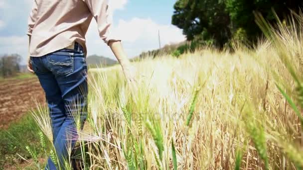 Kvinna bonde, Asiatisk tjej vidröra, promenader och kontrollera på hennes gyllene korn fältet — Stockvideo