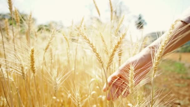 Mujer mano tocando, caminando y comprobando en su campo de cebada dorada — Vídeos de Stock