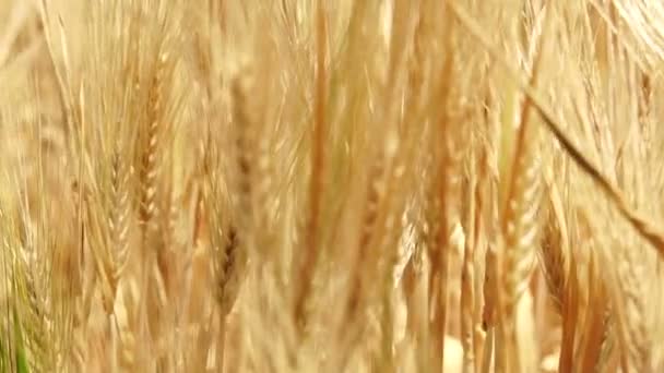 Beautiful golden agricultural farm, barley field sway in the wind close up — Stock Video