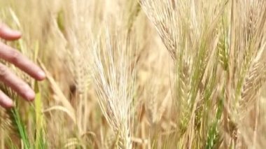 Kadın el yürüme dokunaklı arpa altın alan güneş yavaş hareket